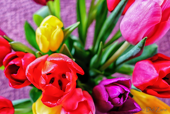 Multi-color Tulips--8