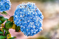 06-24 Hydrangea Sunset Bokeh TIFFs--7