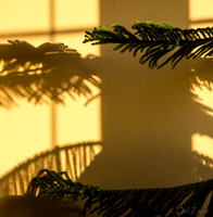 07-14 Tree Shadows-4