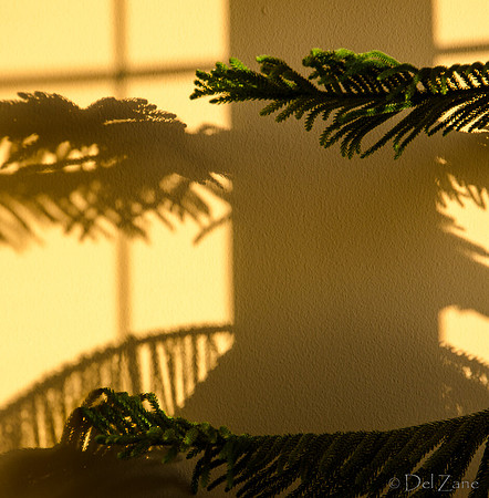 07-14 Tree Shadows-4