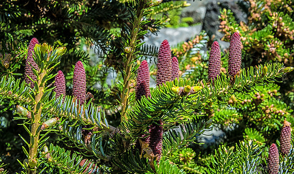 Early Garden Bloomers--6