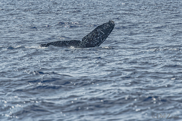 01-28 Whales TIFFS--47