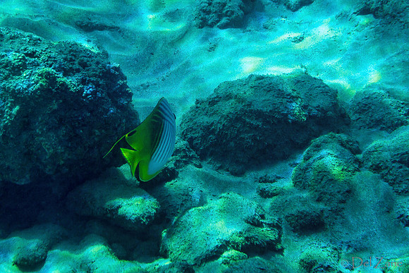 01-18 Makena Underwater TIFFs--4