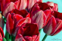 Sunshine Tulips--5