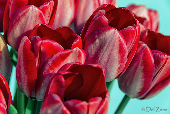 Sunshine Tulips--5