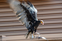 07-20 Yellow Head Vulture-