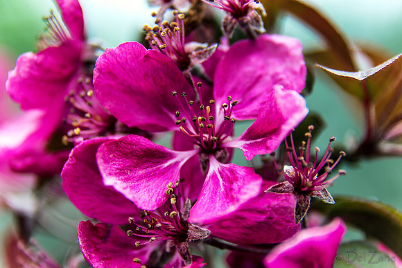 04-28 Macro 36mm 28-300mm D600 Flowers-5