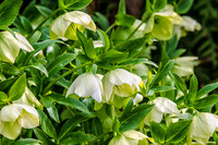 Early Spring Blooms-10