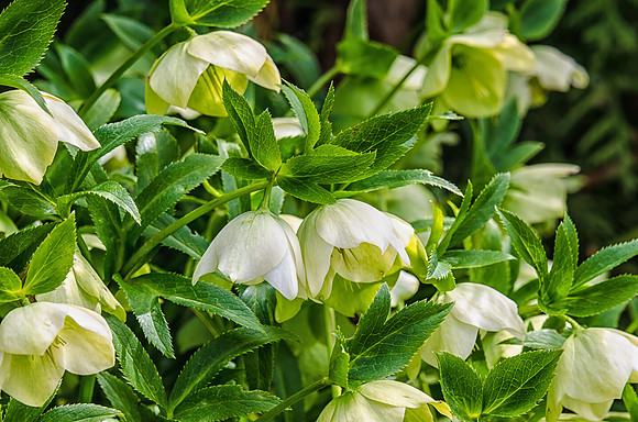 Early Spring Blooms-10