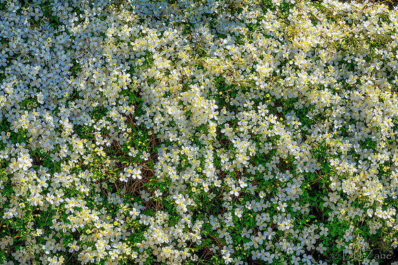 05-20 Clematis & Rhododendron TIFFs--11