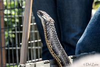 07-20 Snakes--14