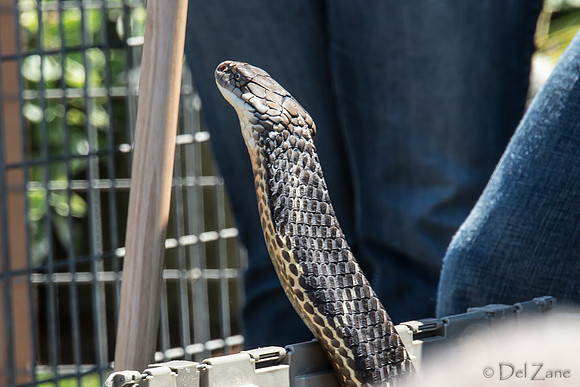 07-20 Snakes--14
