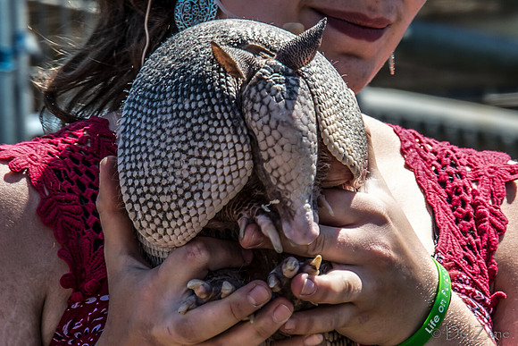 07-20 Misc Animals_reptiles--8