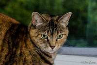 Cats on Parade-18