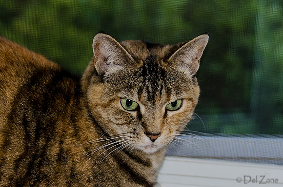 Cats on Parade-18