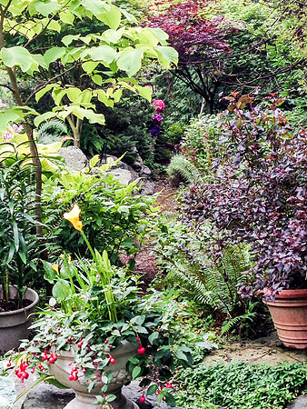04-01 SDZ Garden Yard JPEGs-939