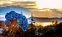 Hydrangea Sunset Bokeh