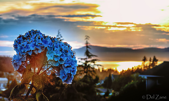 06-24 Hydrangea Sunset Bokeh TIFFs-