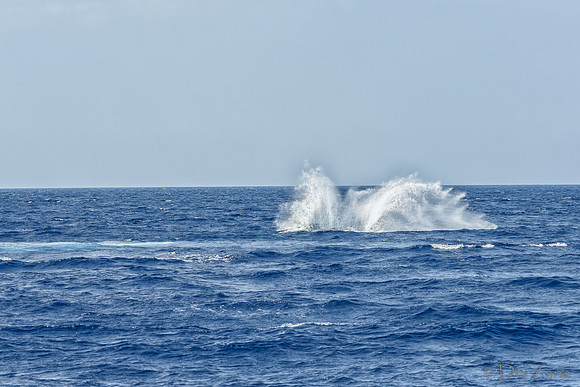 01-28 Whales TIFFS--16