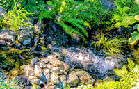 08-17 Shadra Garden 2015 TIFFs--4