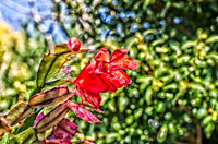 Christmas Cactus-10