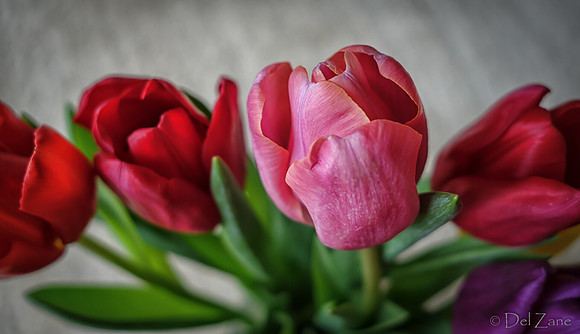 Multi-color Tulips--21