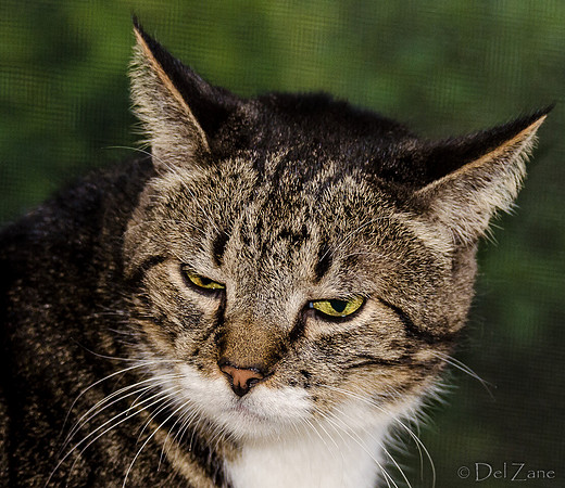 Cats on Parade-22