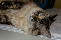 Cats on Parade-12