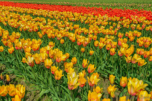 04-08 Tulips and Kites TIFFs--28