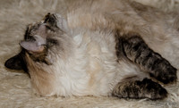 Cats on Parade-16
