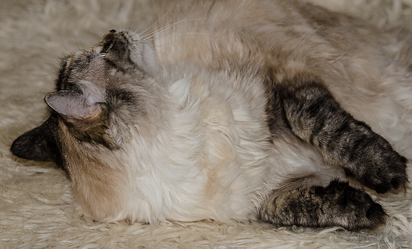 Cats on Parade-16