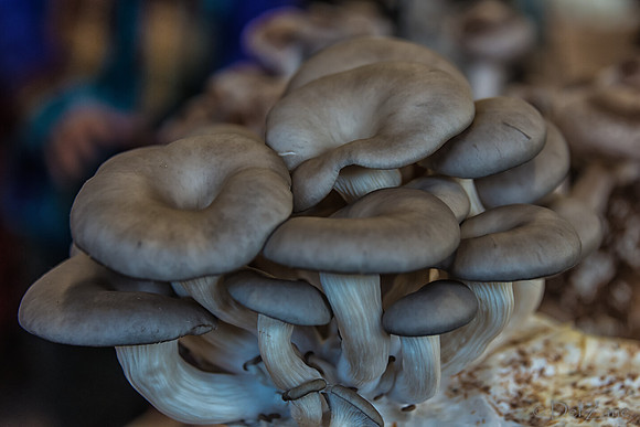 11-23-2013  Xmas Farmers' Market--16