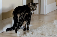 Cats on Parade-13