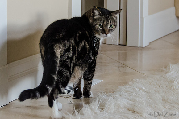 Cats on Parade-13