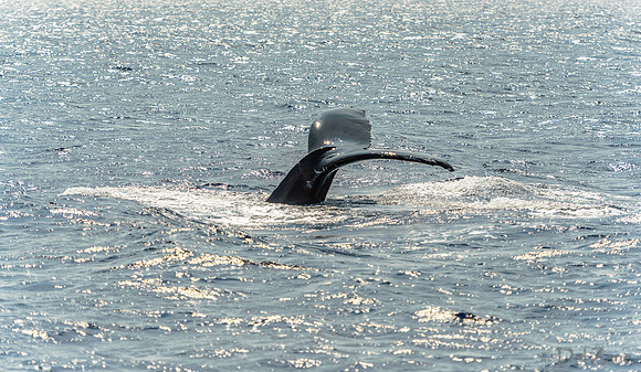 01-28 Whales TIFFS--4