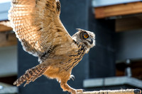 07-20 Owl--4