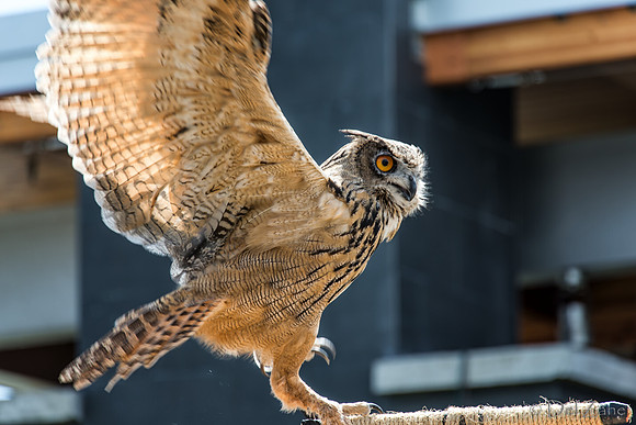07-20 Owl--4