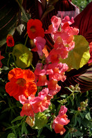09-12 Shadra's Fall Garden Stroll-00353