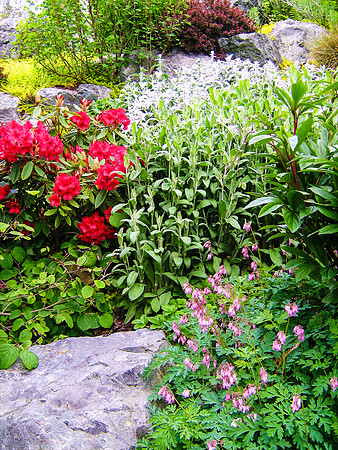 04-01 SDZ Garden Yard JPEGs-004