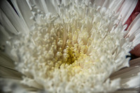 05-03 Macro All 28-300mm D600 Bouquet--10