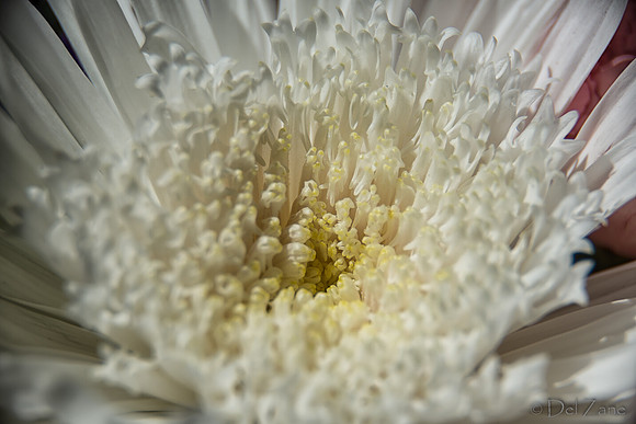 05-03 Macro All 28-300mm D600 Bouquet--10