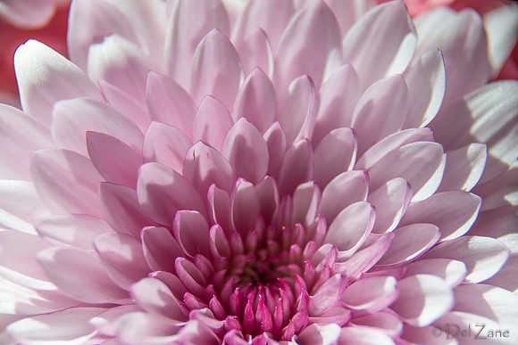 05-03 Macro All 28-300mm D600 Bouquet--21
