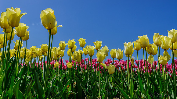 04-08 Tulips and Kites TIFFs--19
