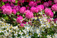 05-20 Clematis & Rhododendron TIFFs--20