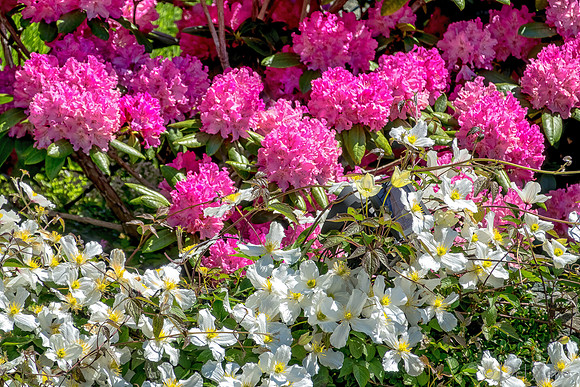 05-20 Clematis & Rhododendron TIFFs--20
