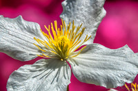 05-20 Clematis & Rhododendron TIFFs--12
