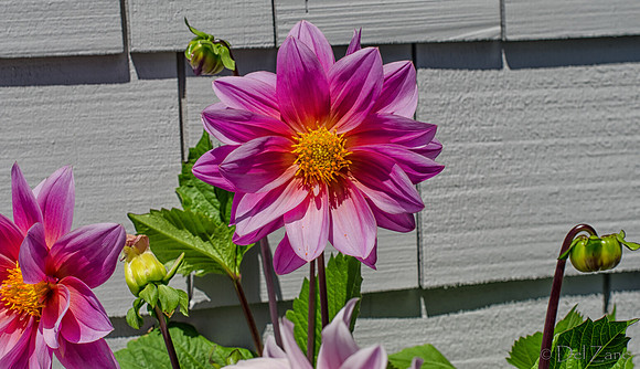 07-13 Dahlias Etc--6