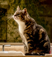 Cats-12