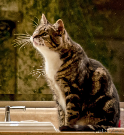 Cats-12