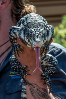07-20 Gila Monster--10